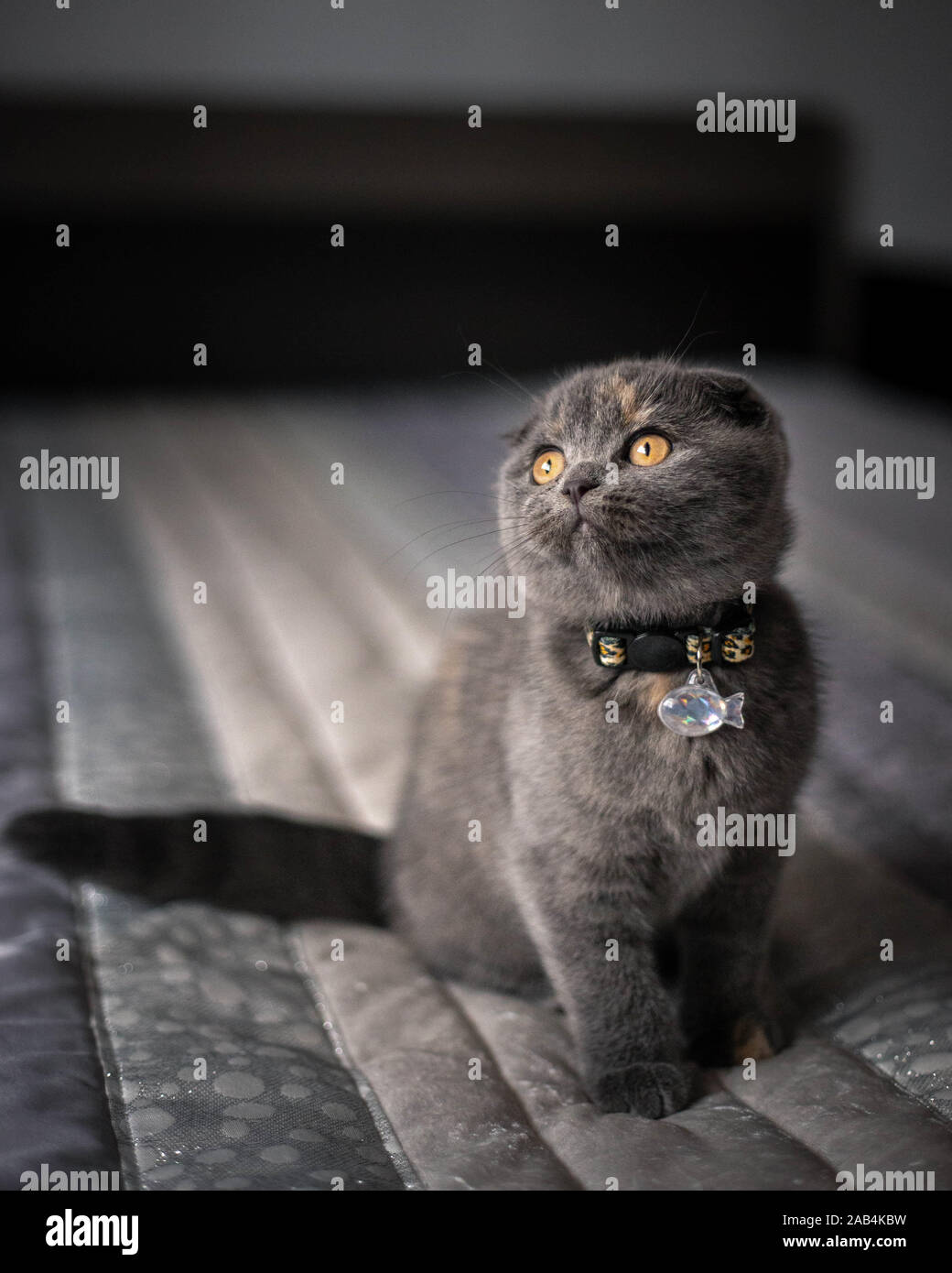 Schottische Fold Cat Stockfoto