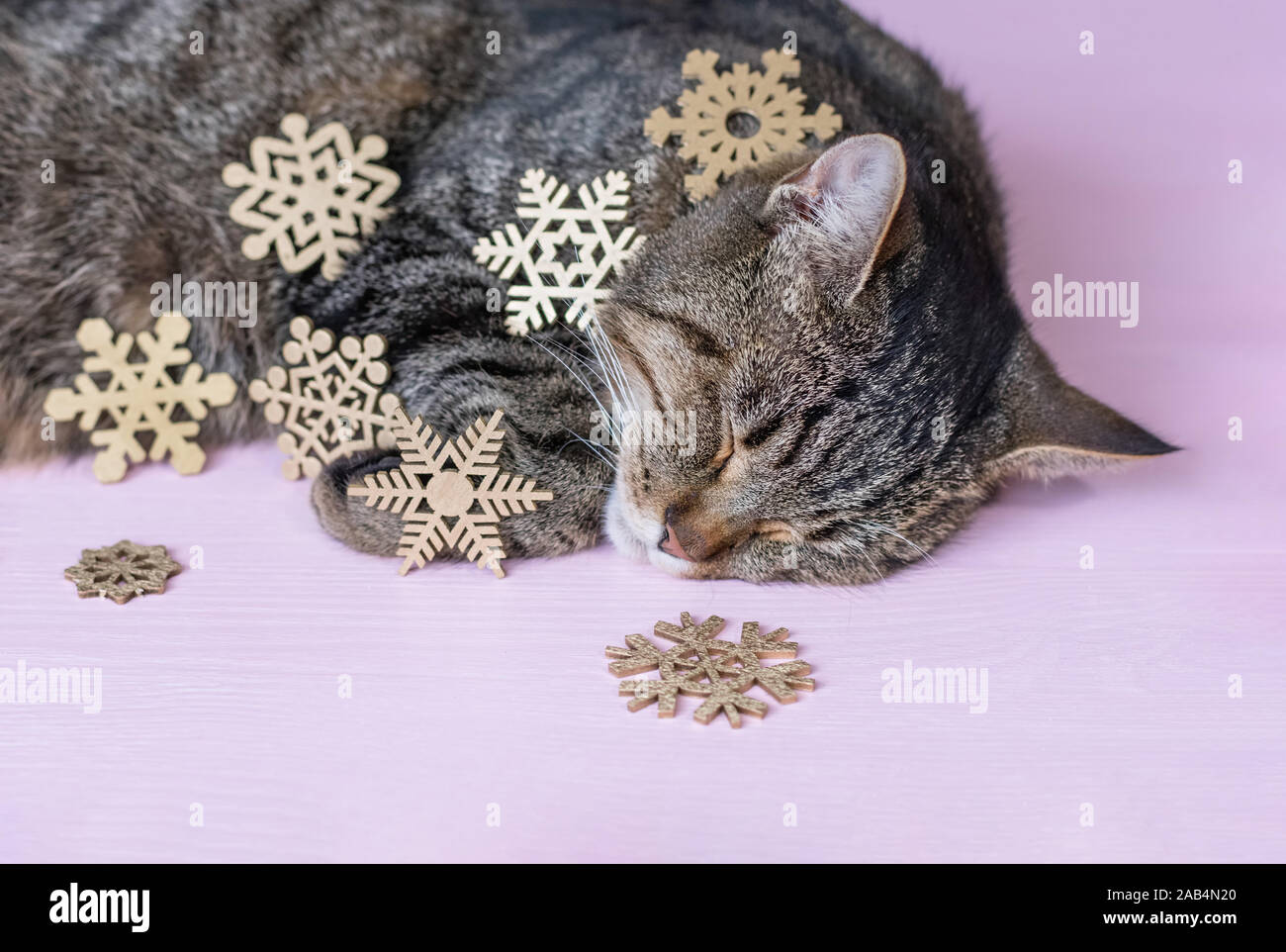 Schlafende Katze und Weihnachtsschmuck auf einem rosa Hintergrund. Das Konzept der eine gemütliche Weihnachten. Close Up, selektive konzentrieren. Stockfoto