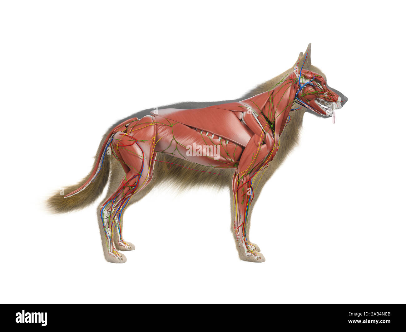 Gerenderten 3D-Anatomie Illustration der Hunde- Anatomie Stockfoto