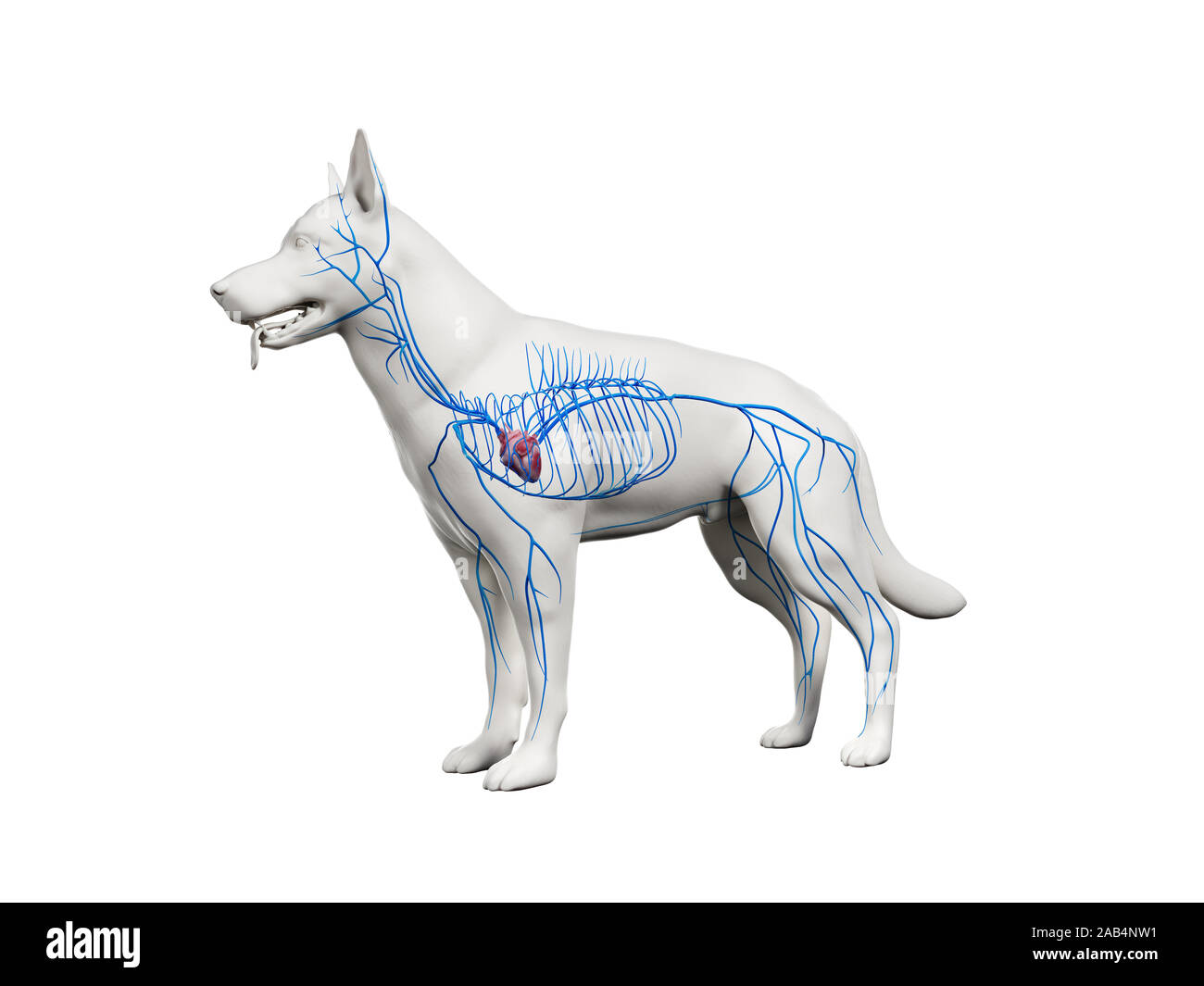 Gerenderten 3D-Anatomie Illustration der caninen Venen Stockfoto