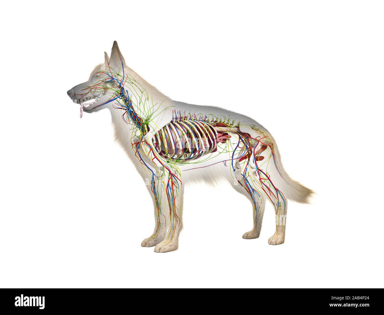 Gerenderten 3D-Anatomie Illustration Der Hunde- Anatomie ...