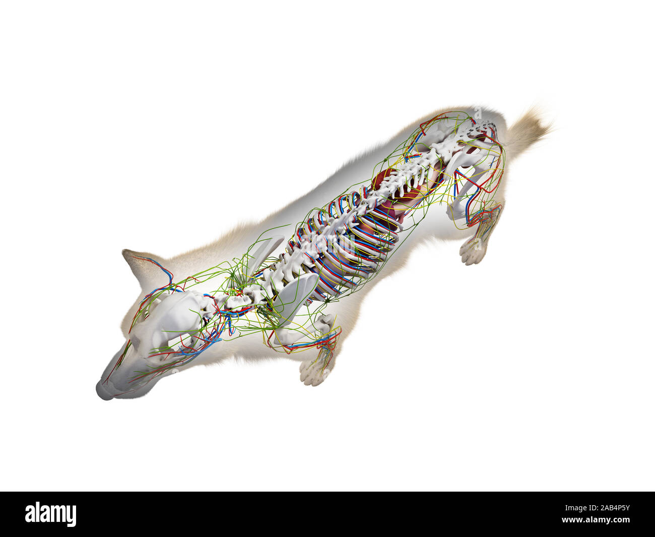 Gerenderten 3D-Anatomie Illustration der Hunde- Anatomie Stockfoto