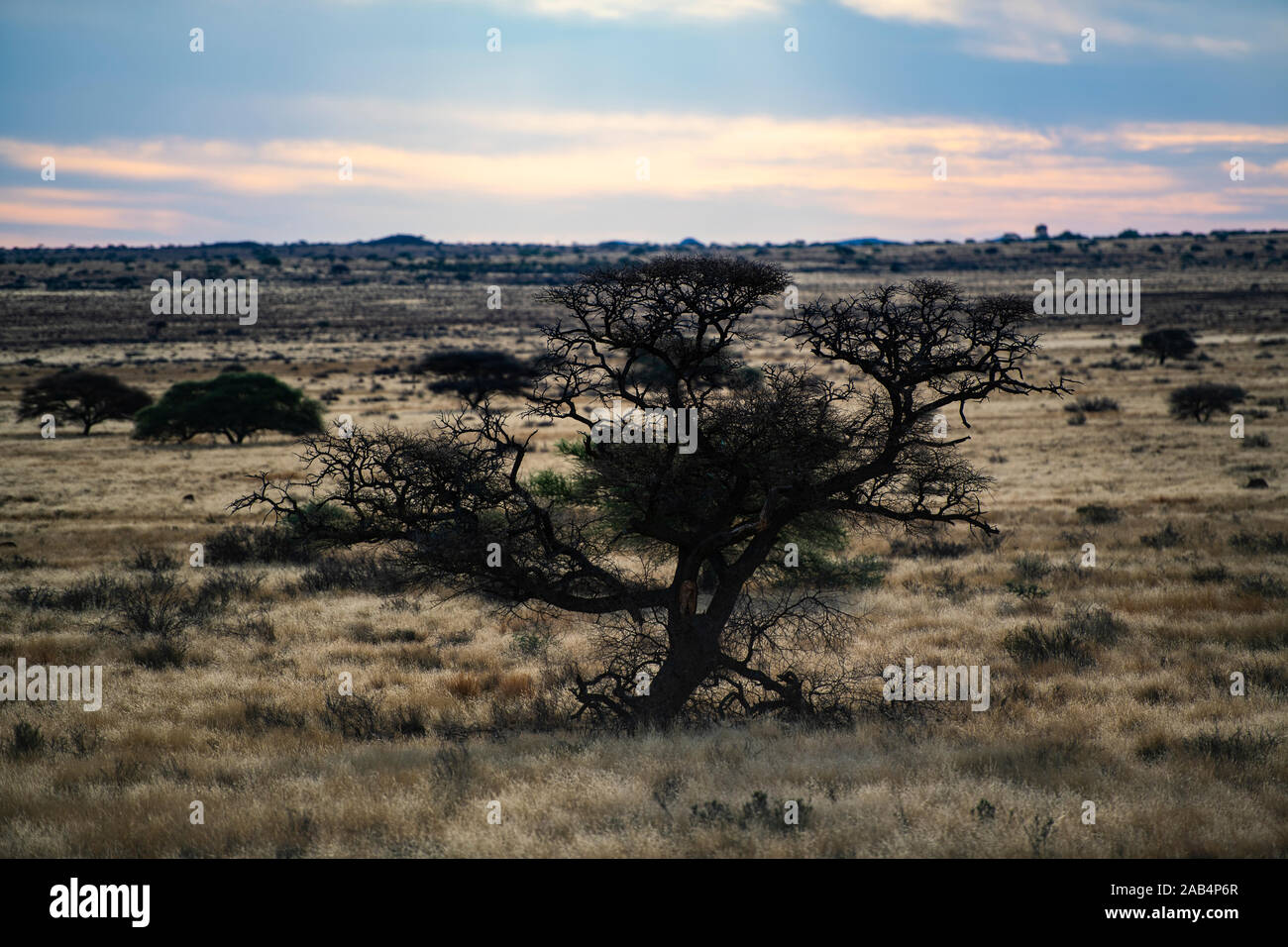 Dürre Wüste in Südafrika Stockfoto