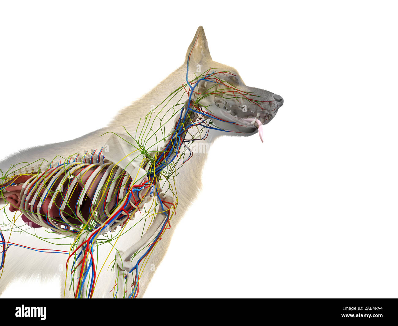 Gerenderten 3D-Anatomie Illustration der Hunde- Anatomie Stockfoto