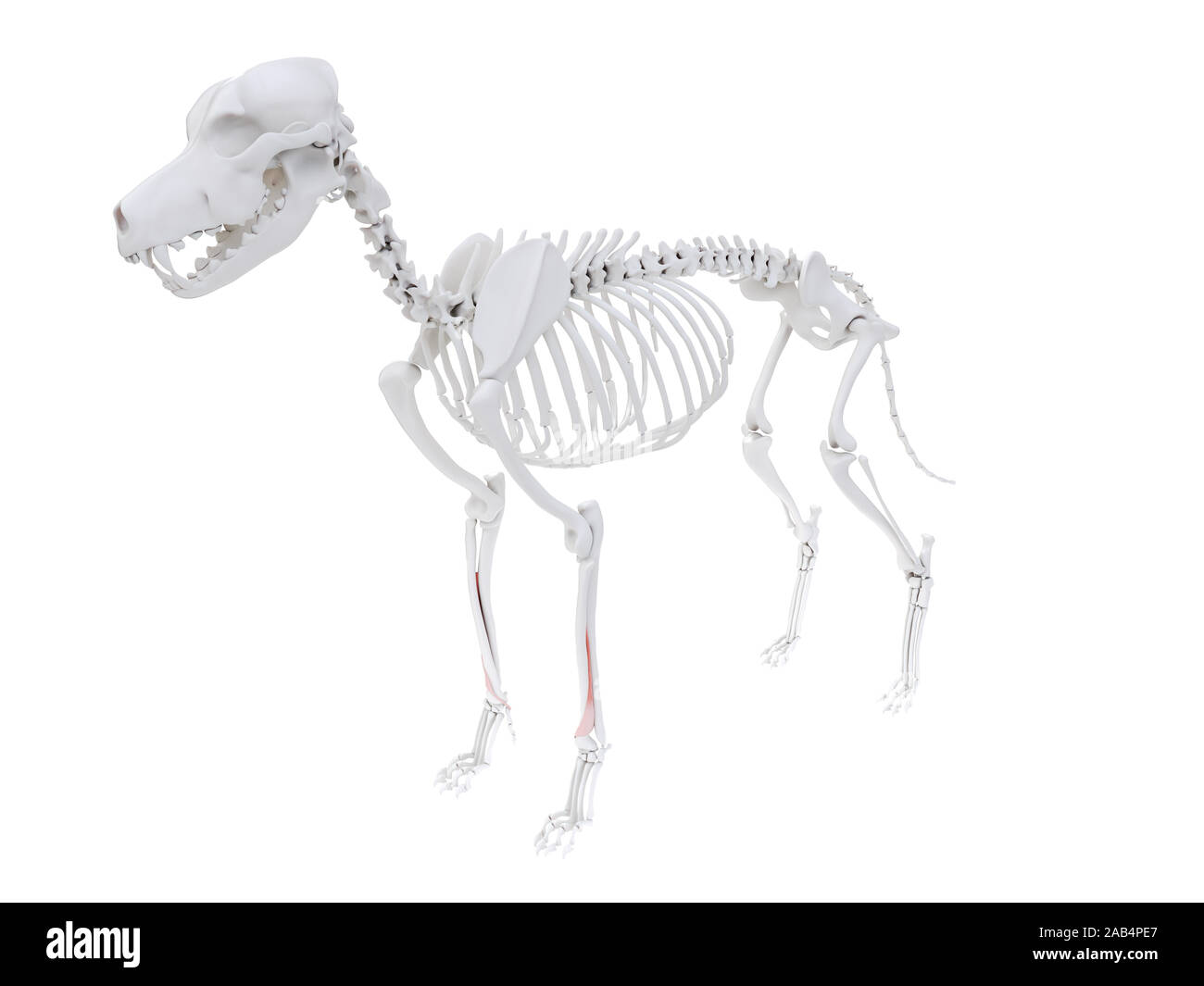 Gerenderten 3D-Bild des Hundes Muskel Anatomie - Abductor pollicis Longus Stockfoto