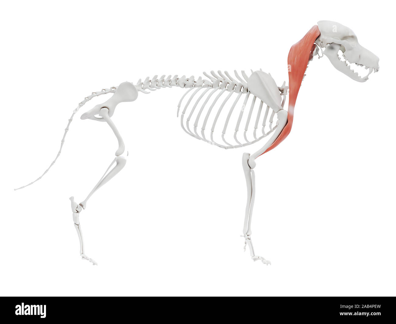 Gerenderten 3D-Bild des Hundes Muskel Anatomie - Brachiocephalicus Stockfoto