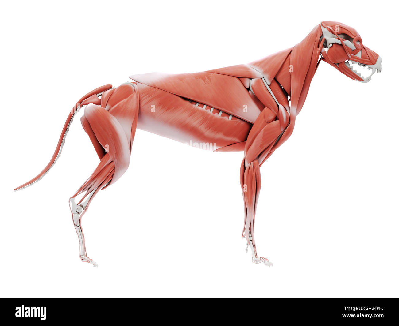 Gerenderten 3D-Bild des Hundes Muskel Anatomie Stockfoto