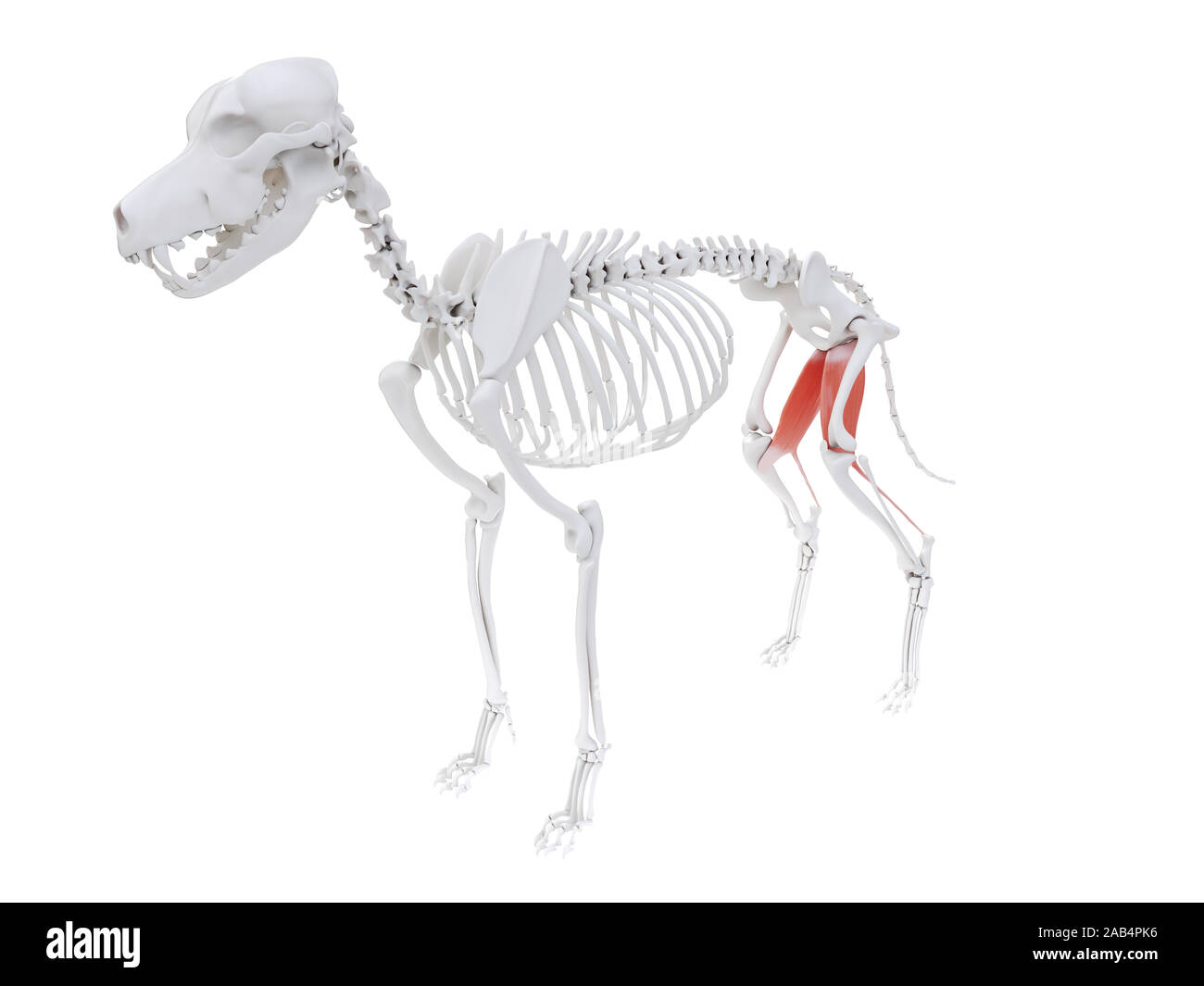 Gerenderten 3D-Bild des Hundes Muskel Anatomie - griech. Stockfoto