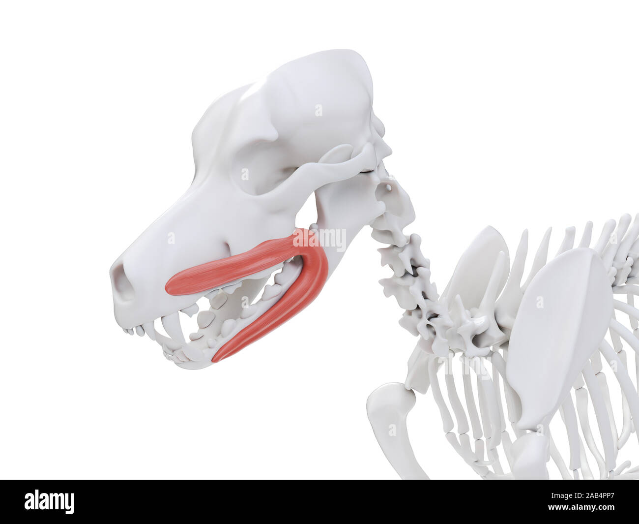 Gerenderten 3D-Bild des Hundes Muskel Anatomie - orbicularis Oris Stockfoto