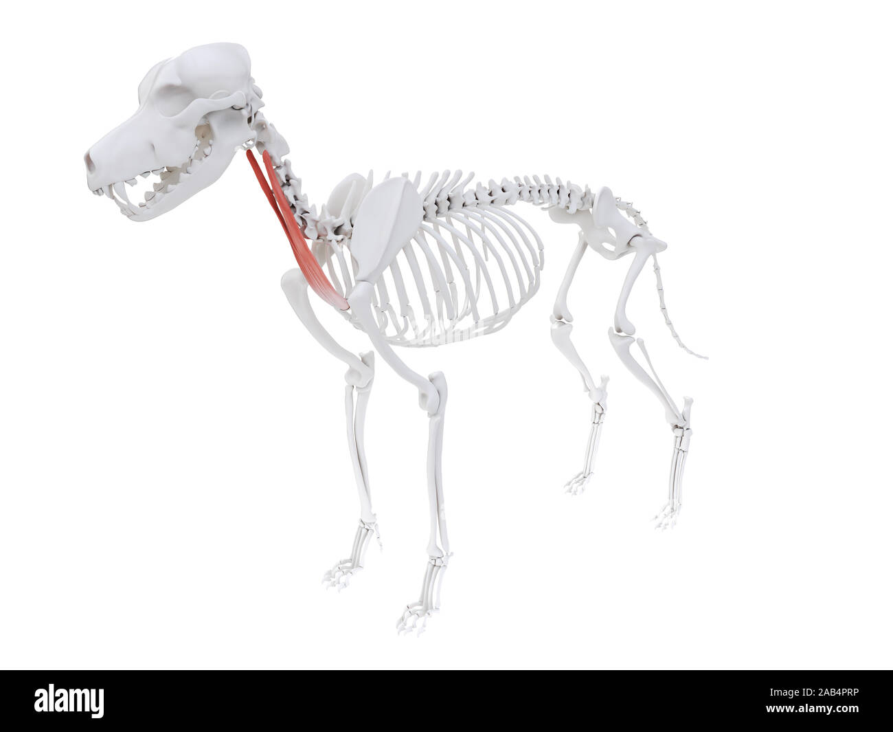 Gerenderten 3D-Bild des Hundes Muskel Anatomie - sternothyroideus Stockfoto