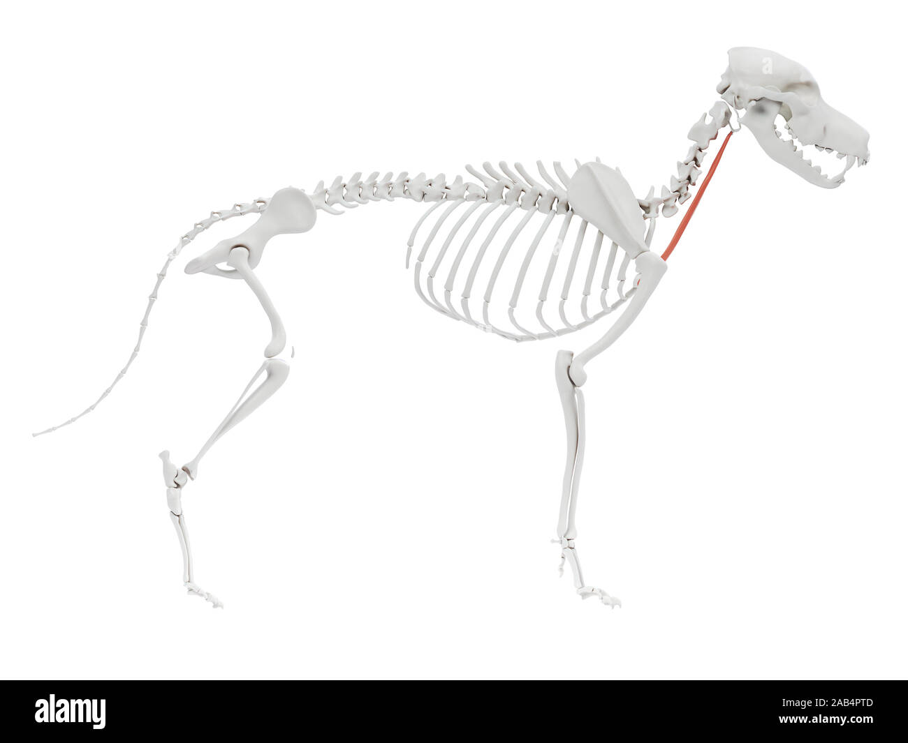 Gerenderten 3D-Bild des Hundes Muskel Anatomie - sternohyoideus Stockfoto