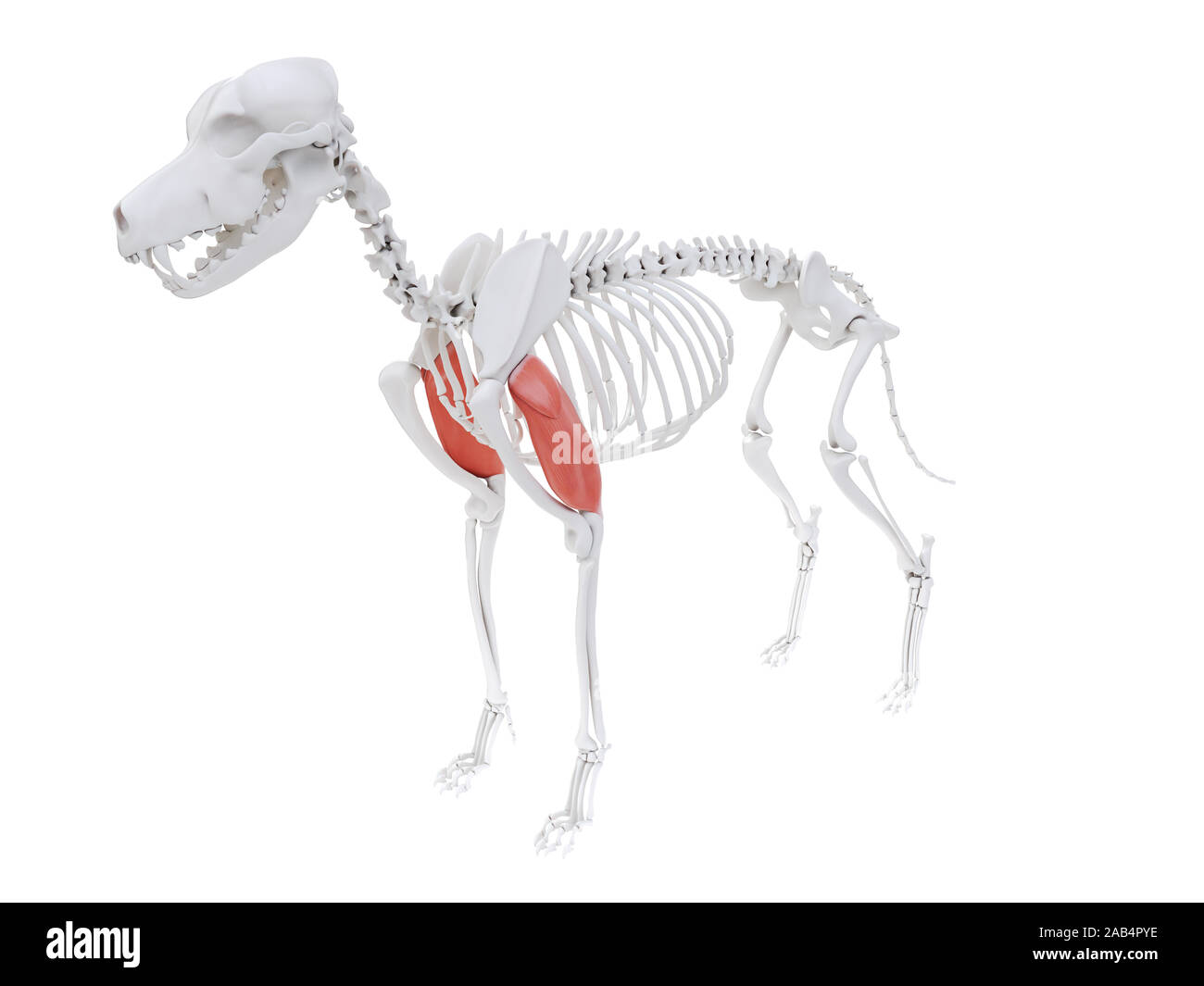 Gerenderten 3D-Bild des Hundes Muskel Anatomie - Trizeps lange Kopf Stockfoto