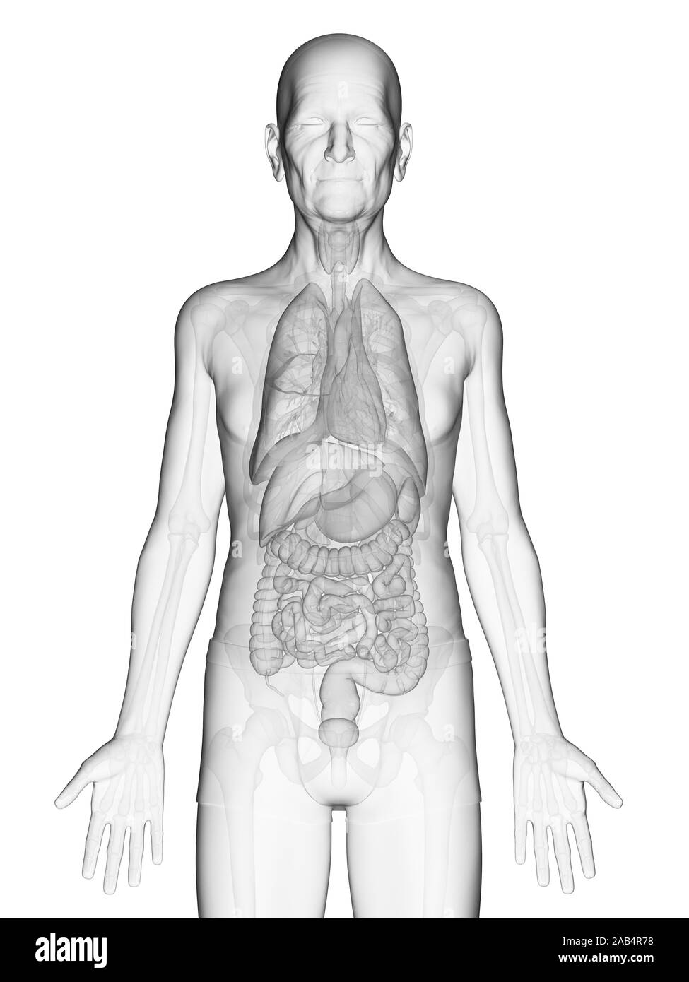 Gerenderten 3D-Anatomie Illustration eines älteren Mans inneren Organen. Stockfoto