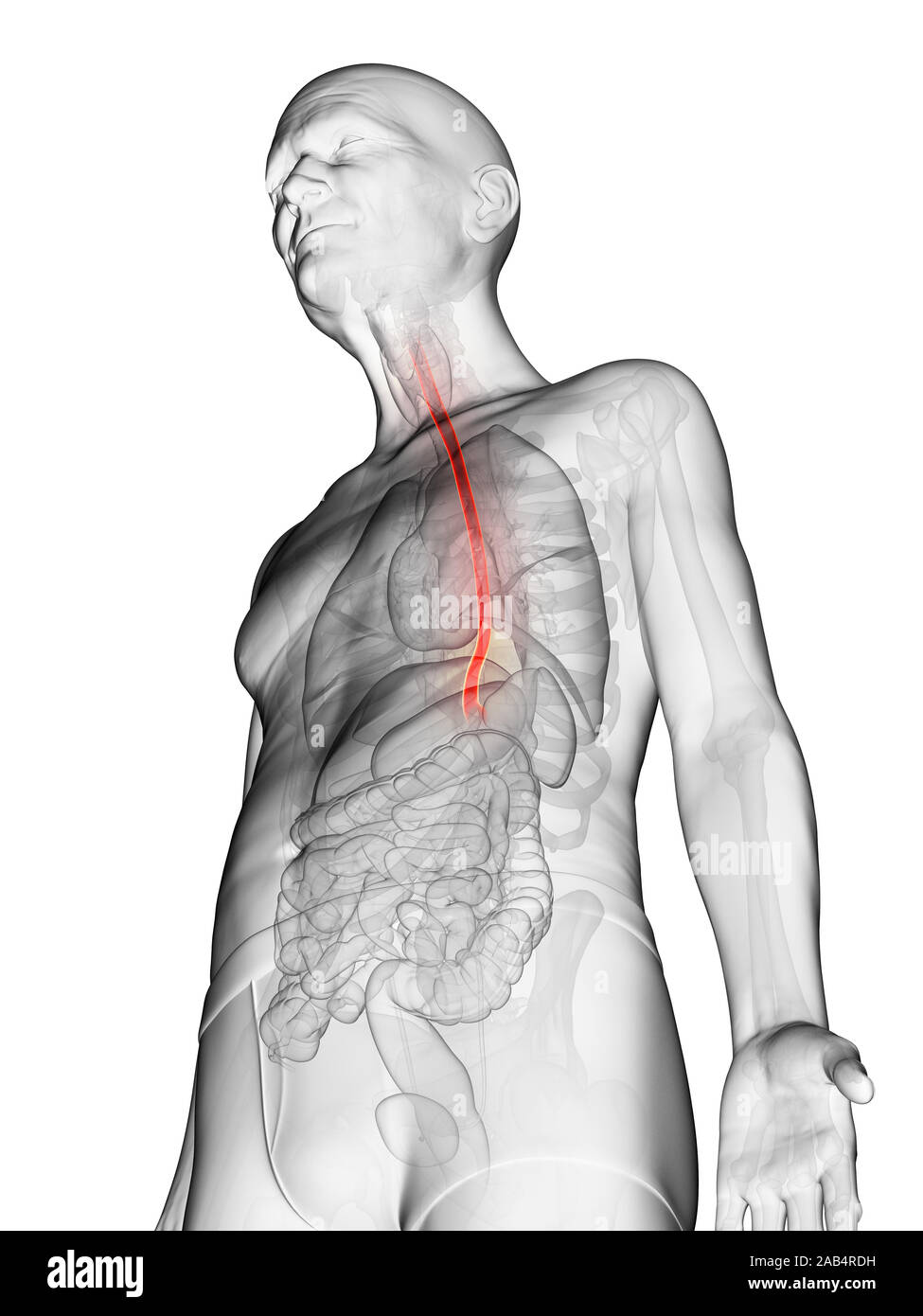 Gerenderten 3D-Anatomie Illustration eines älteren mans Speiseröhre Stockfoto