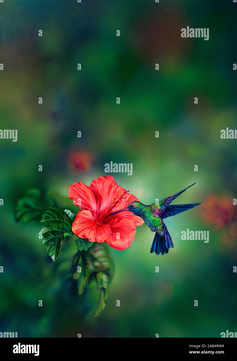 Kolibri Hülseneinführung Hibiskusblüte Stockfoto