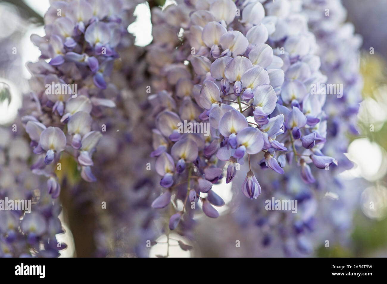 Violett blühenden Glyzinien Baum im Frühling Garten Stockfoto