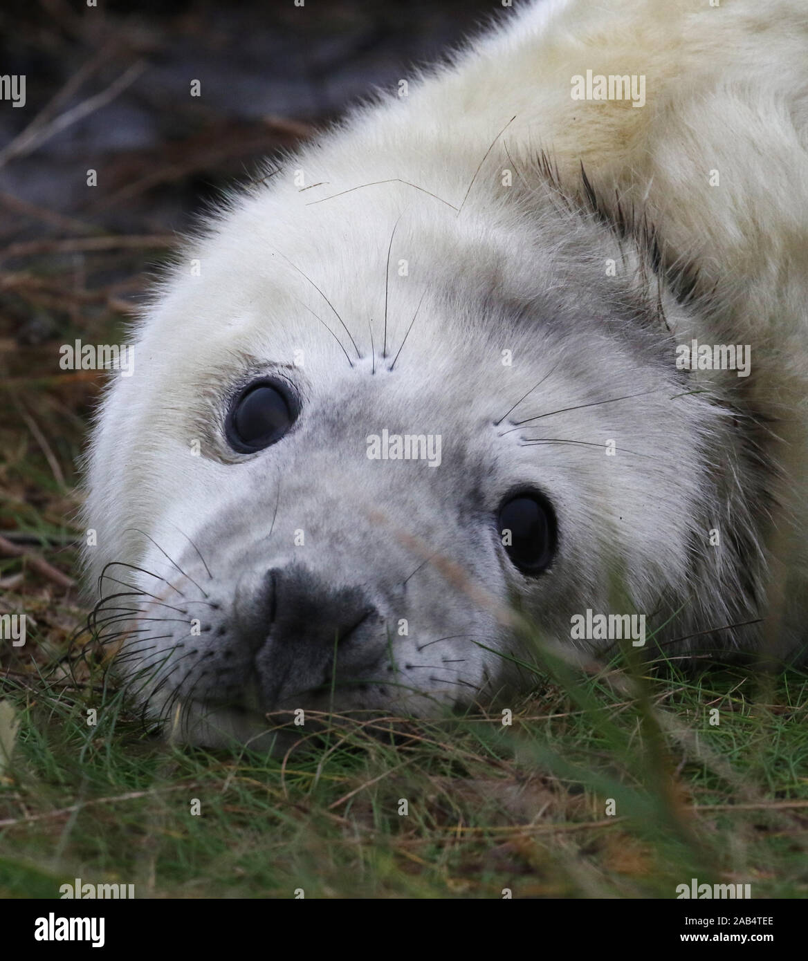 Grau seal Pup (Halichoerus grypus) Donna Nook, Lincolnshire, Großbritannien Stockfoto