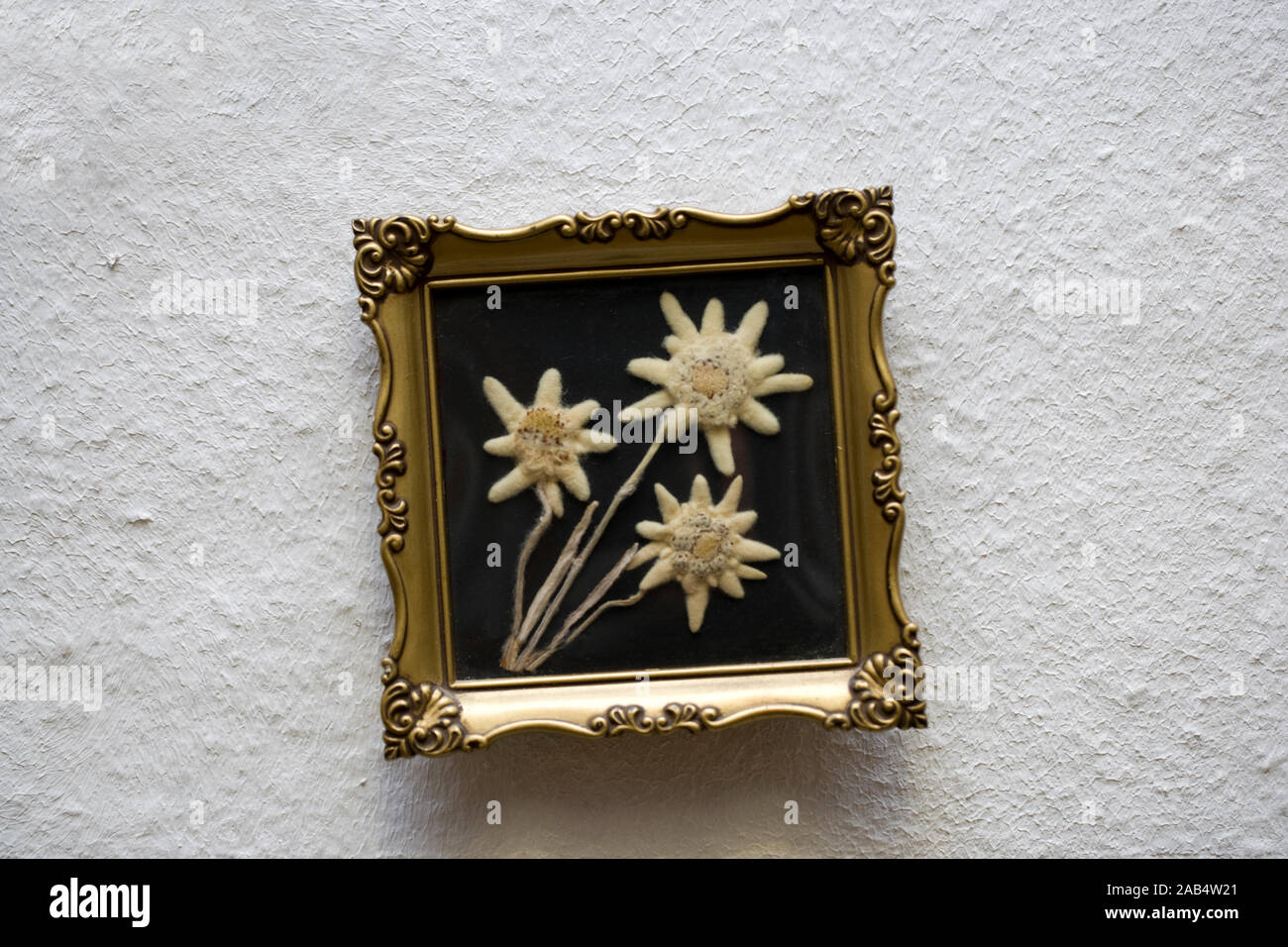 Getrocknete Edelweiss in einem Bilderrahmen, Leontopodium alpinum Stockfoto
