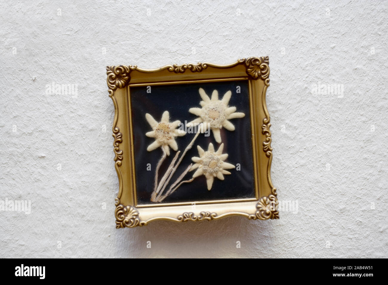 Getrocknete Edelweiss in einem Bilderrahmen, Leontopodium alpinum Stockfoto