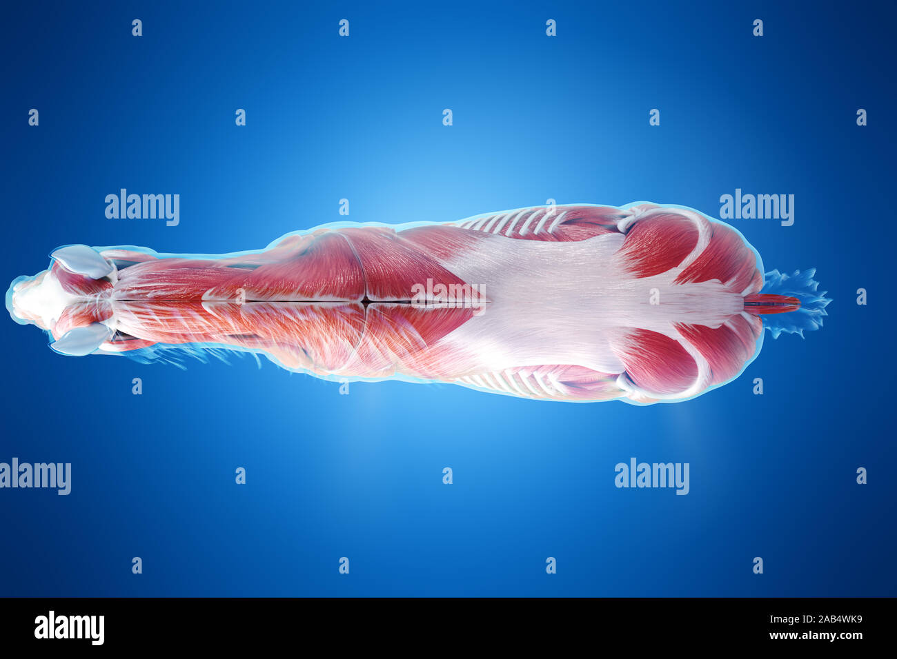 3D-gerenderte Medizinisch genaue Abbildung eines Pferde Muskel Anatomie Stockfoto