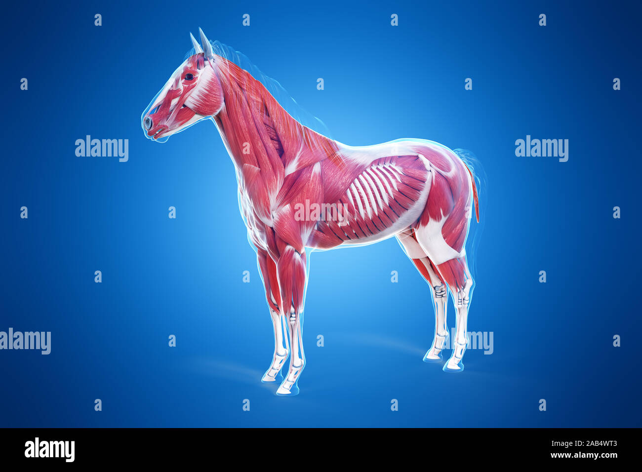 3D-gerenderte Medizinisch genaue Abbildung eines Pferde Muskel Anatomie Stockfoto