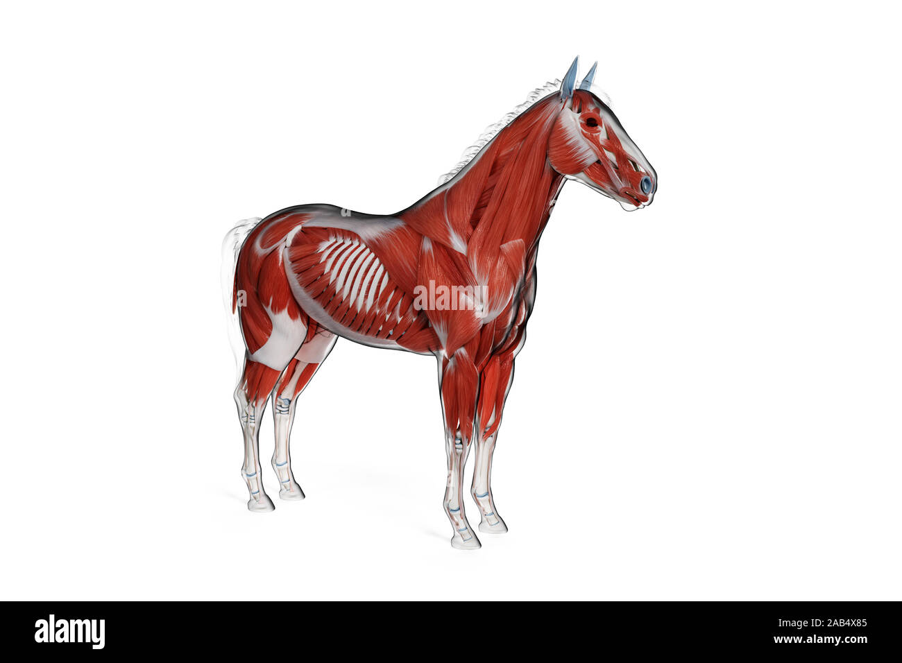 3D-gerenderte Medizinisch genaue Abbildung eines Pferde Muskel Anatomie Stockfoto