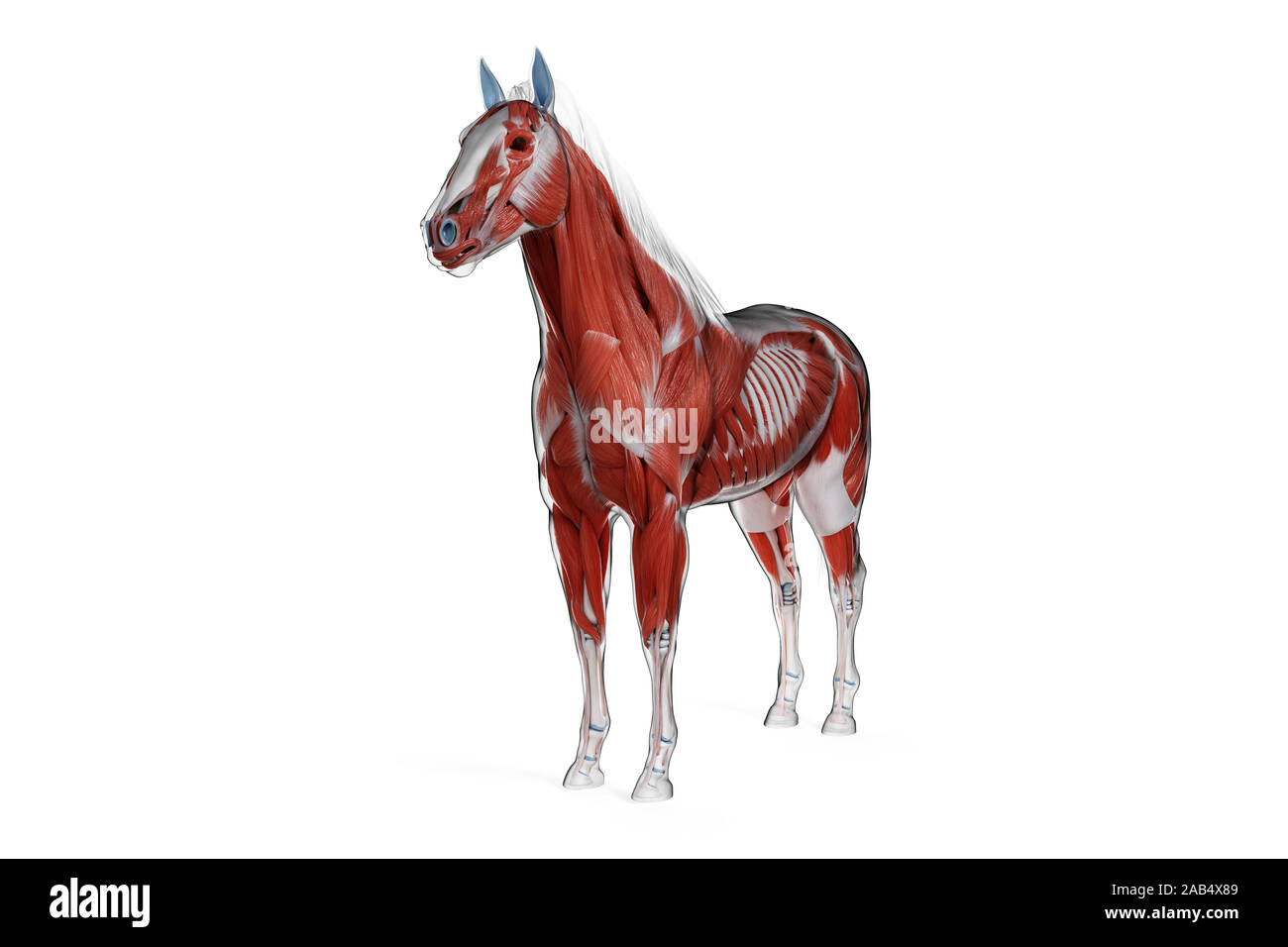 3D-gerenderte Medizinisch genaue Abbildung eines Pferde Muskel Anatomie Stockfoto