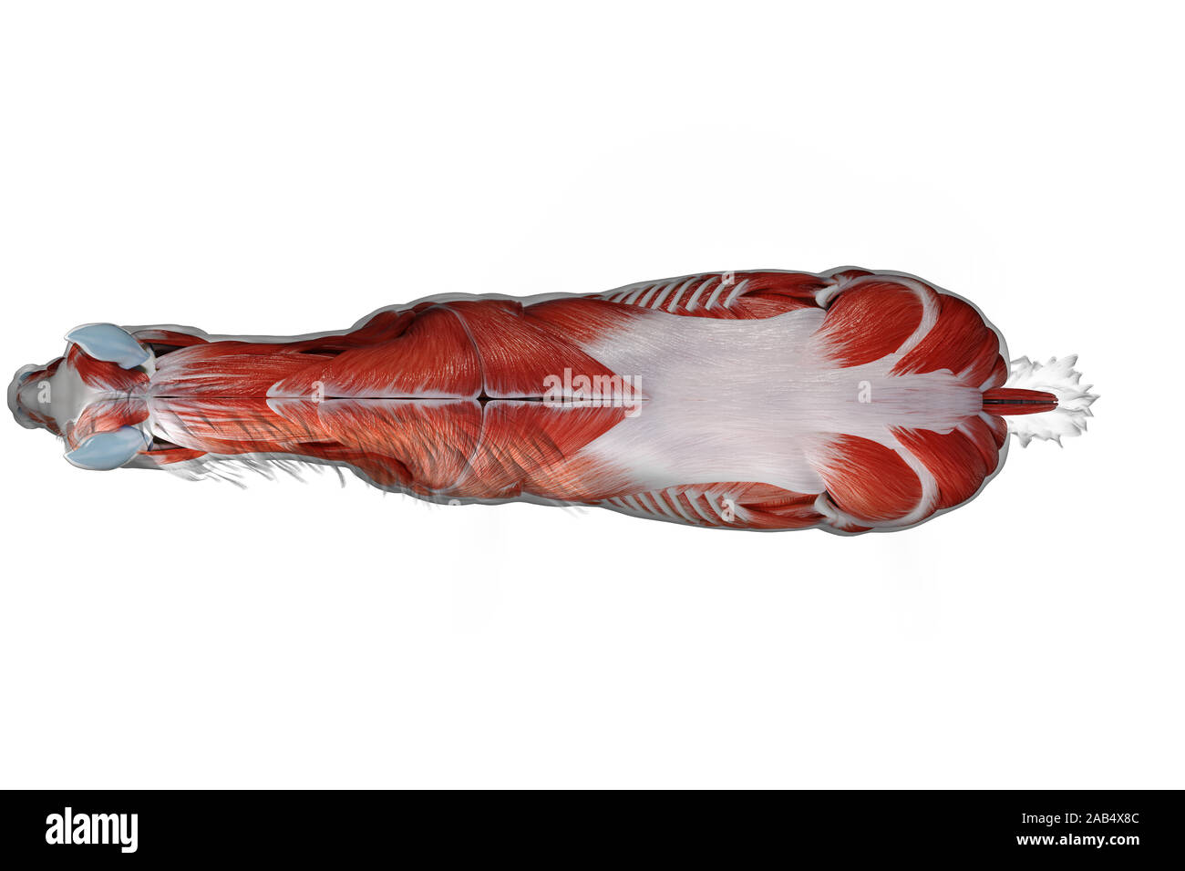 3D-gerenderte Medizinisch genaue Abbildung eines Pferde Muskel Anatomie Stockfoto