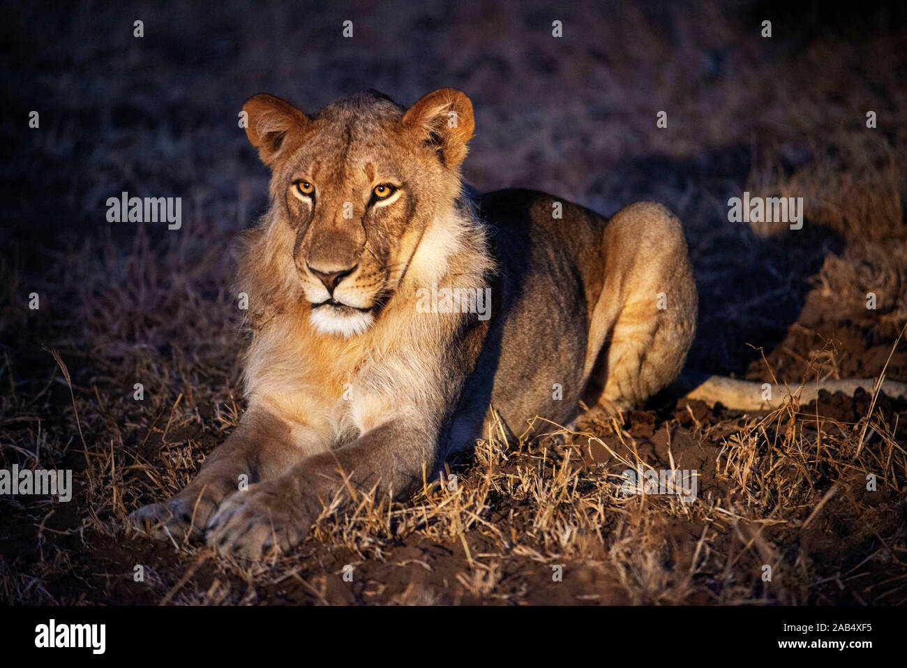 Löwe (Panthera leo) am Mashatu Game Reserve, Botswana, Afrika Stockfoto