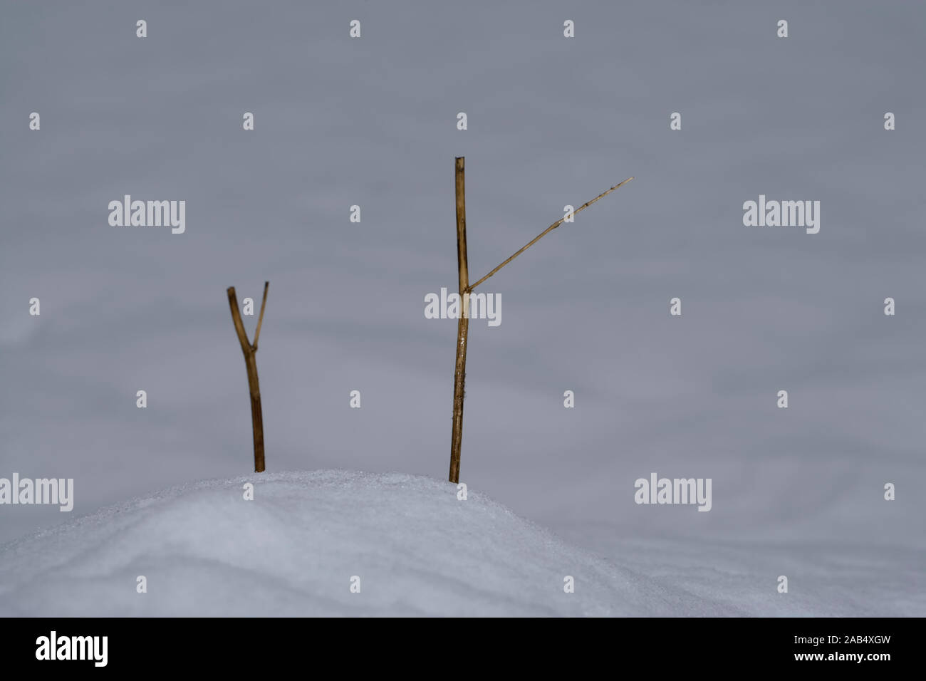 Zweige im Winter Stockfoto