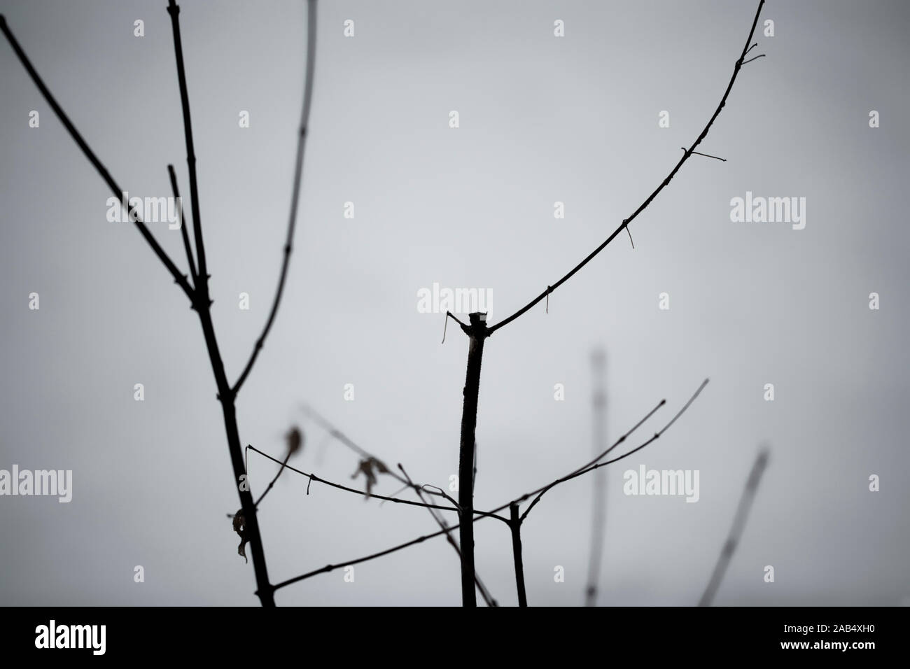 Zweige im Winter Stockfoto