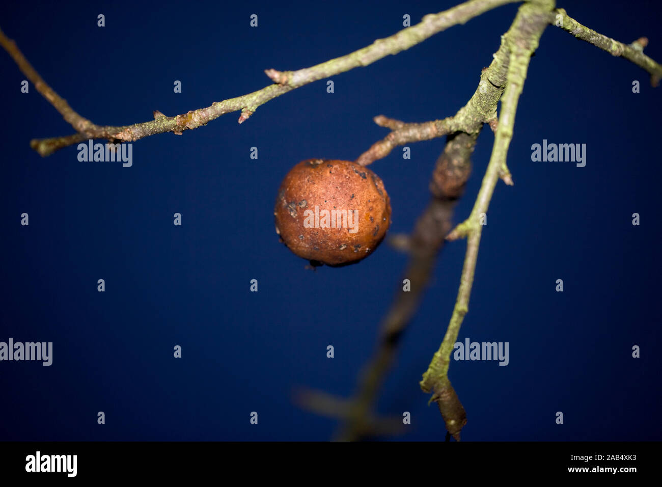 Apple im Dezember Stockfoto