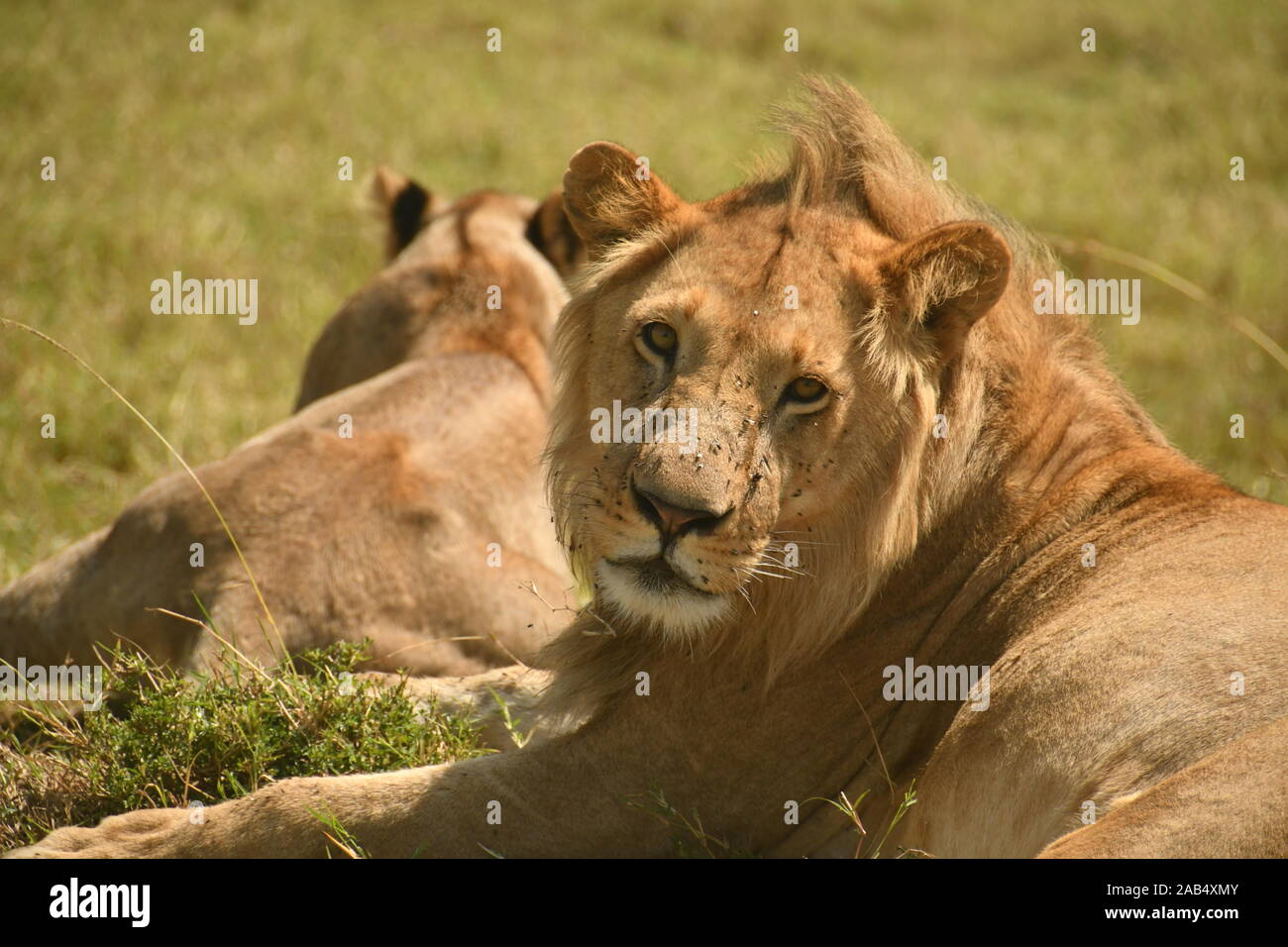 Ein junger männlicher Löwe aus dem Sumpf Stolz in Kenia Masai Mara National Reserve Stockfoto