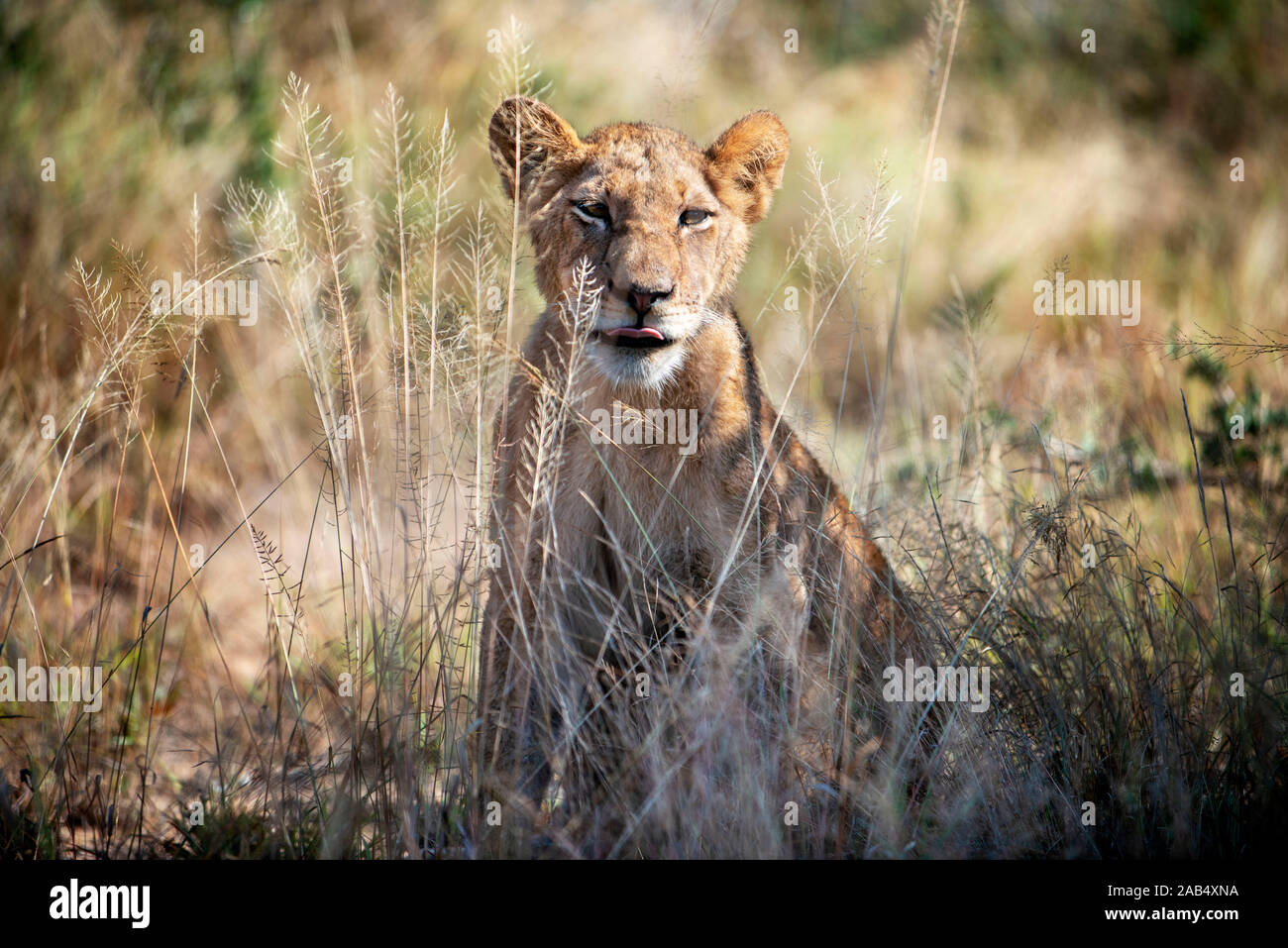 Löwe (Panthera leo) in Mala Mala Game Reserve Sabi Sand Park Kruger Südafrika, Afrika Stockfoto