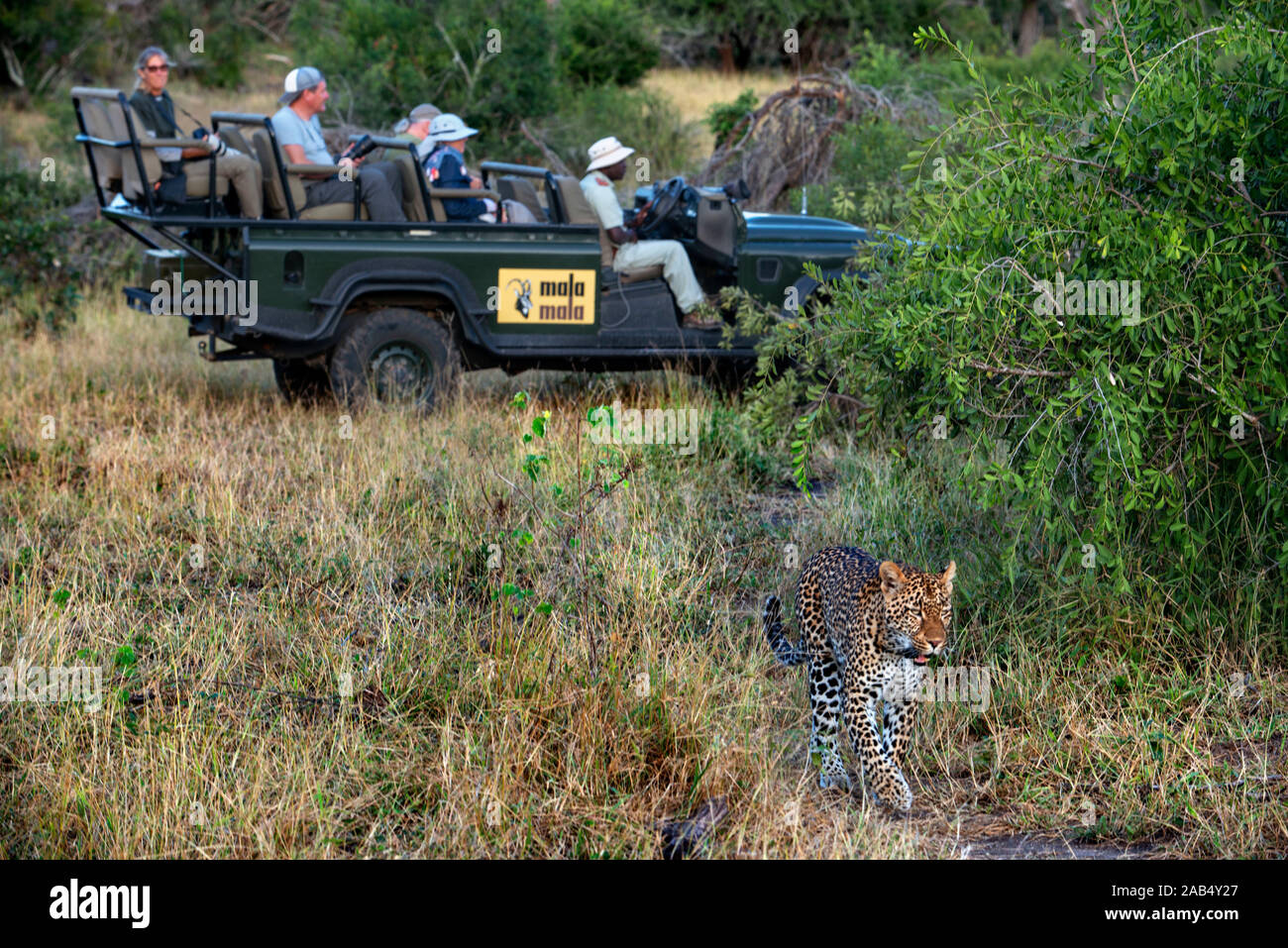 Safari auto fahrzeug und Leopard (Panthera pardus) in Mala Mala Game Reserve Sabi Sand Park Kruger Südafrika, Afrika Stockfoto