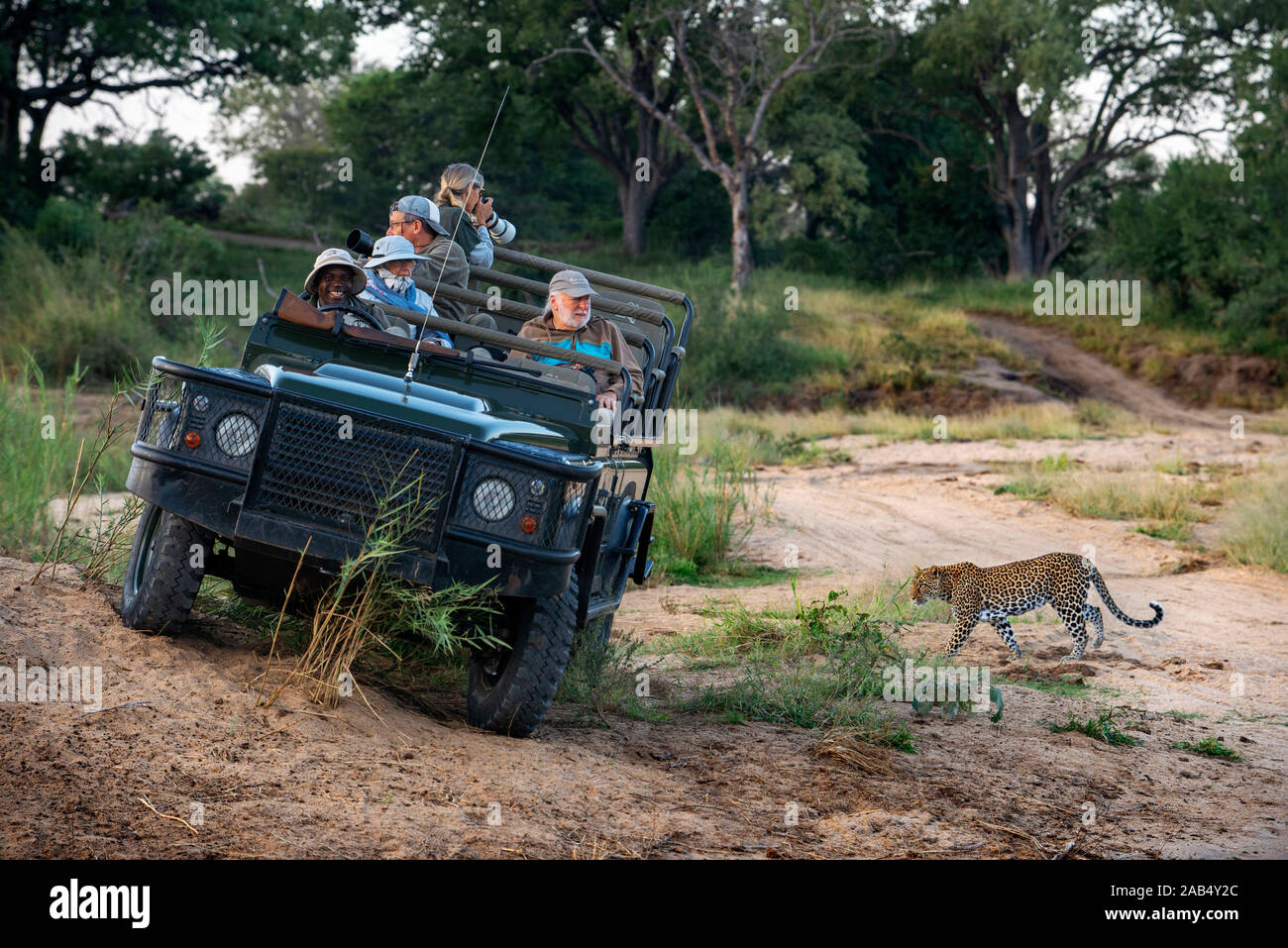 Safari auto fahrzeug und Leopard (Panthera pardus) in Mala Mala Game Reserve Sabi Sand Park Kruger Südafrika, Afrika Stockfoto