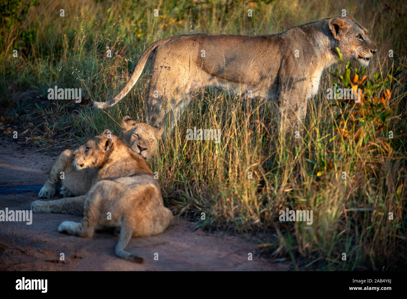 Familie von Löwen (Panthera leo) in Mala Mala Game Reserve Sabi Sand Park Kruger Südafrika, Afrika Stockfoto
