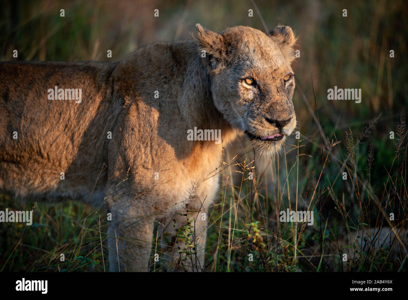 Löwe (Panthera leo) in Mala Mala Game Reserve Sabi Sand Park Kruger Südafrika, Afrika Stockfoto