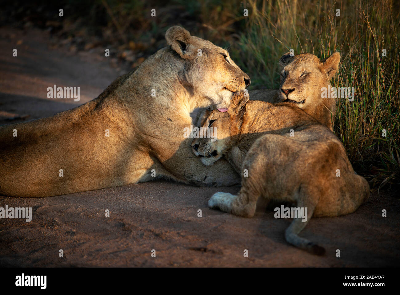 Familie von Löwen (Panthera leo) in Mala Mala Game Reserve Sabi Sand Park Kruger Südafrika, Afrika Stockfoto