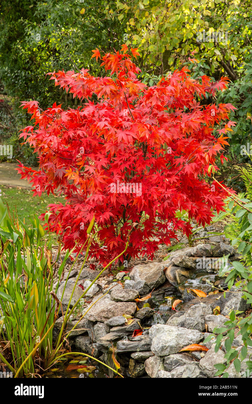 Acer palmatum Osakazuki, ein Japanischer Ahorn mit herrlichen Herbst Farbe, in einer Devon Garten neben einem Teich Stockfoto