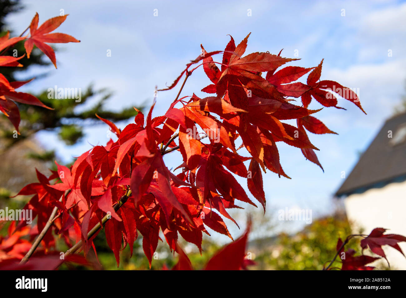 Acer palmatum Osakazuki, ein Japanischer Ahorn mit herrlichen Herbst Farbe, in einer Devon Garde Stockfoto