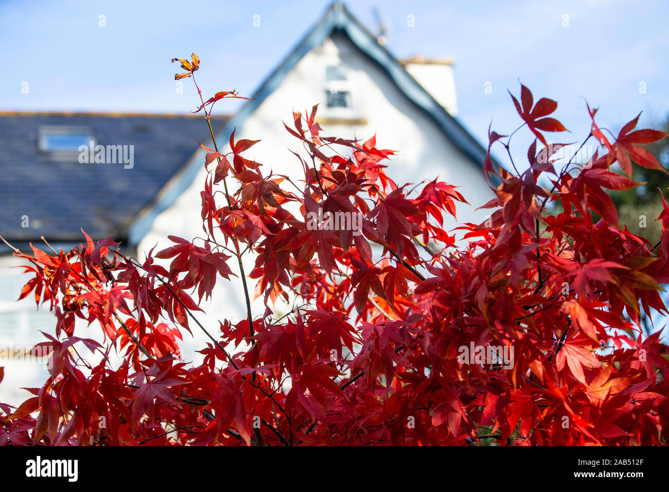 Acer palmatum Osakazuki, ein Japanischer Ahorn mit herrlichen Herbst Farbe, in einer Devon Garde Stockfoto