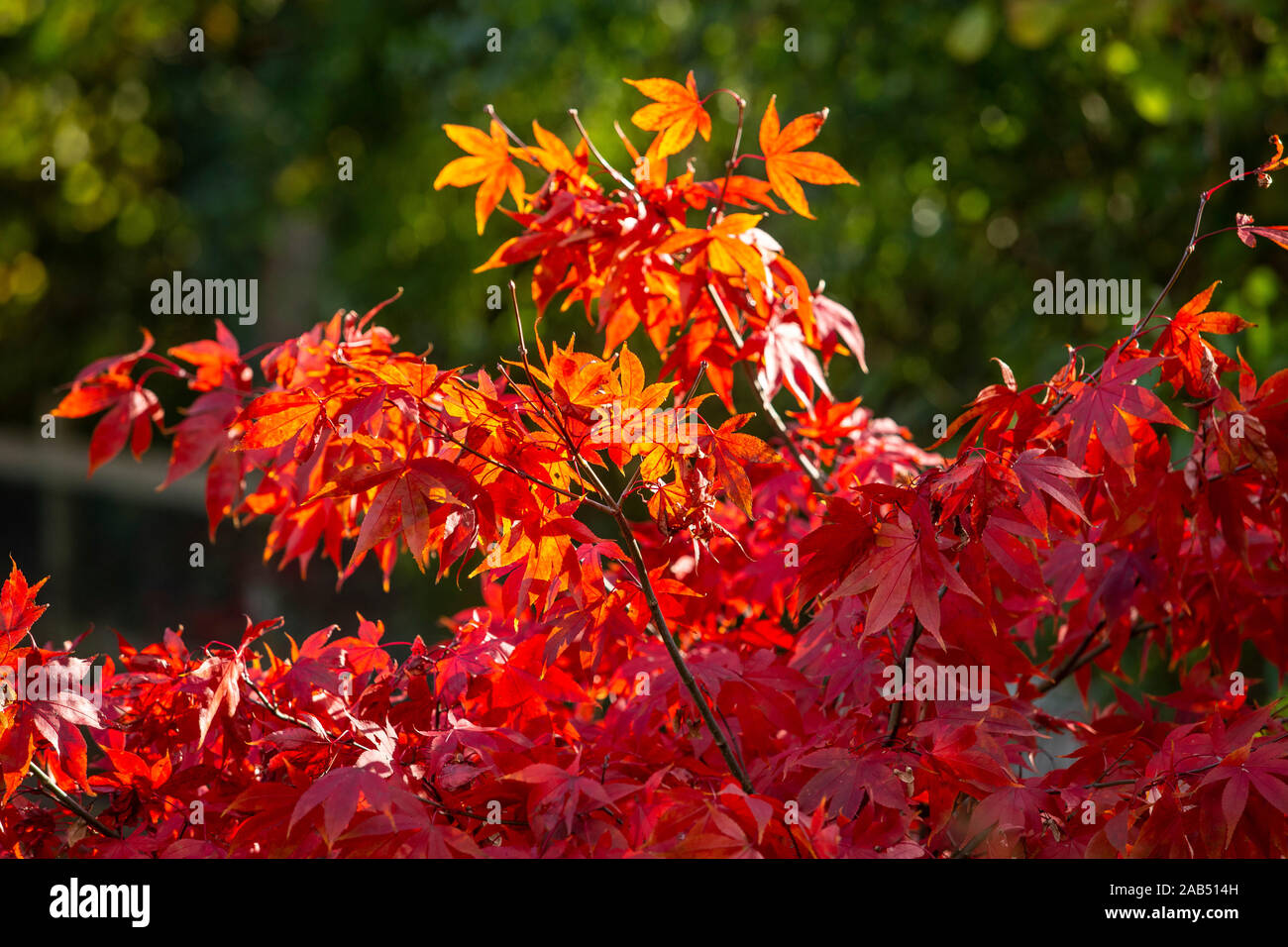 Acer palmatum Osakazuki, ein Japanischer Ahorn mit herrlichen Herbst Farbe, in einer Devon Garde Stockfoto