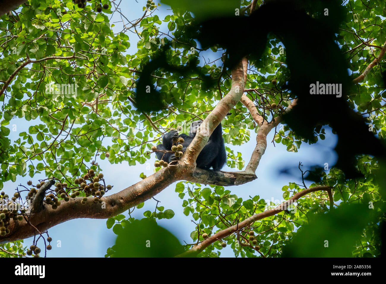 Ein Schimpansen (Pan troglodytes) Ernährung hoch in den Baumkronen Vordach in einem Feigenbaum, Kibale Nationalpark, Western Uganda Stockfoto
