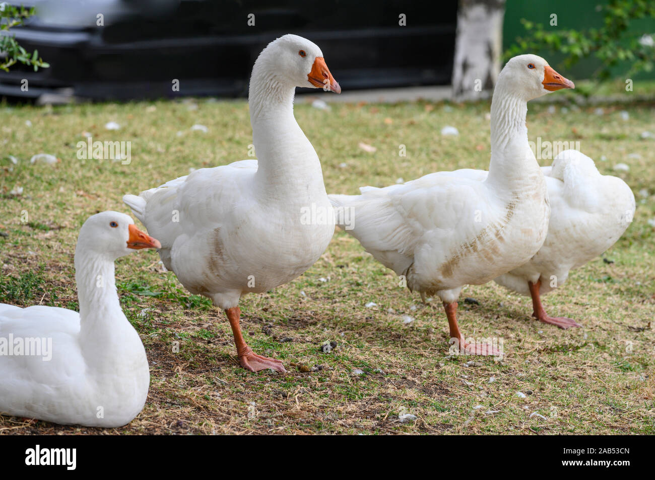 Emder Gänse auf der Promenade am See Orestiada in Kastoria. Mazedonien, im Norden Griechenlands. Stockfoto