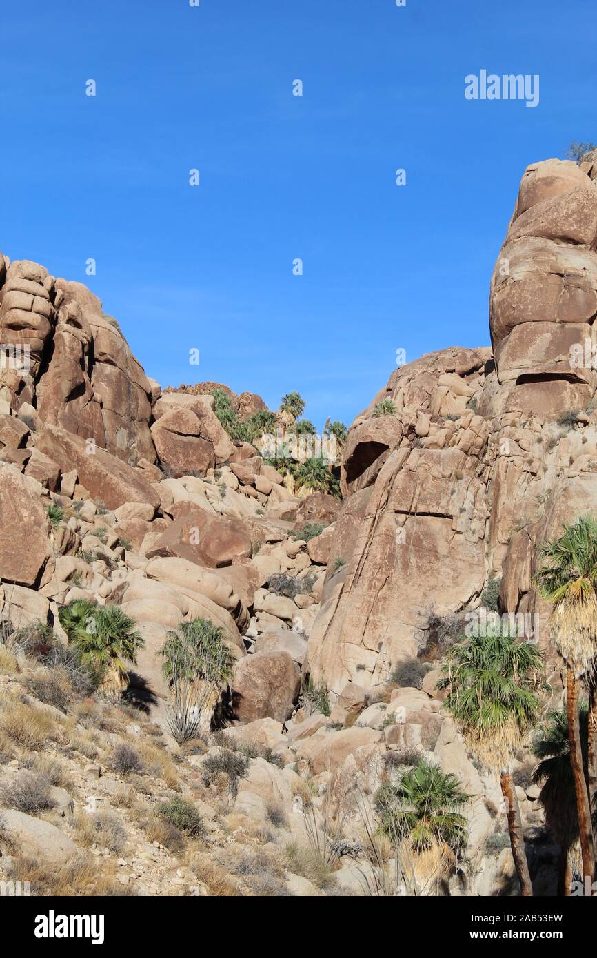Verloren Palms Oase ist abgelegen einige Meilen in den Colorado Wüste wüste Joshua Tree National Park. Stockfoto