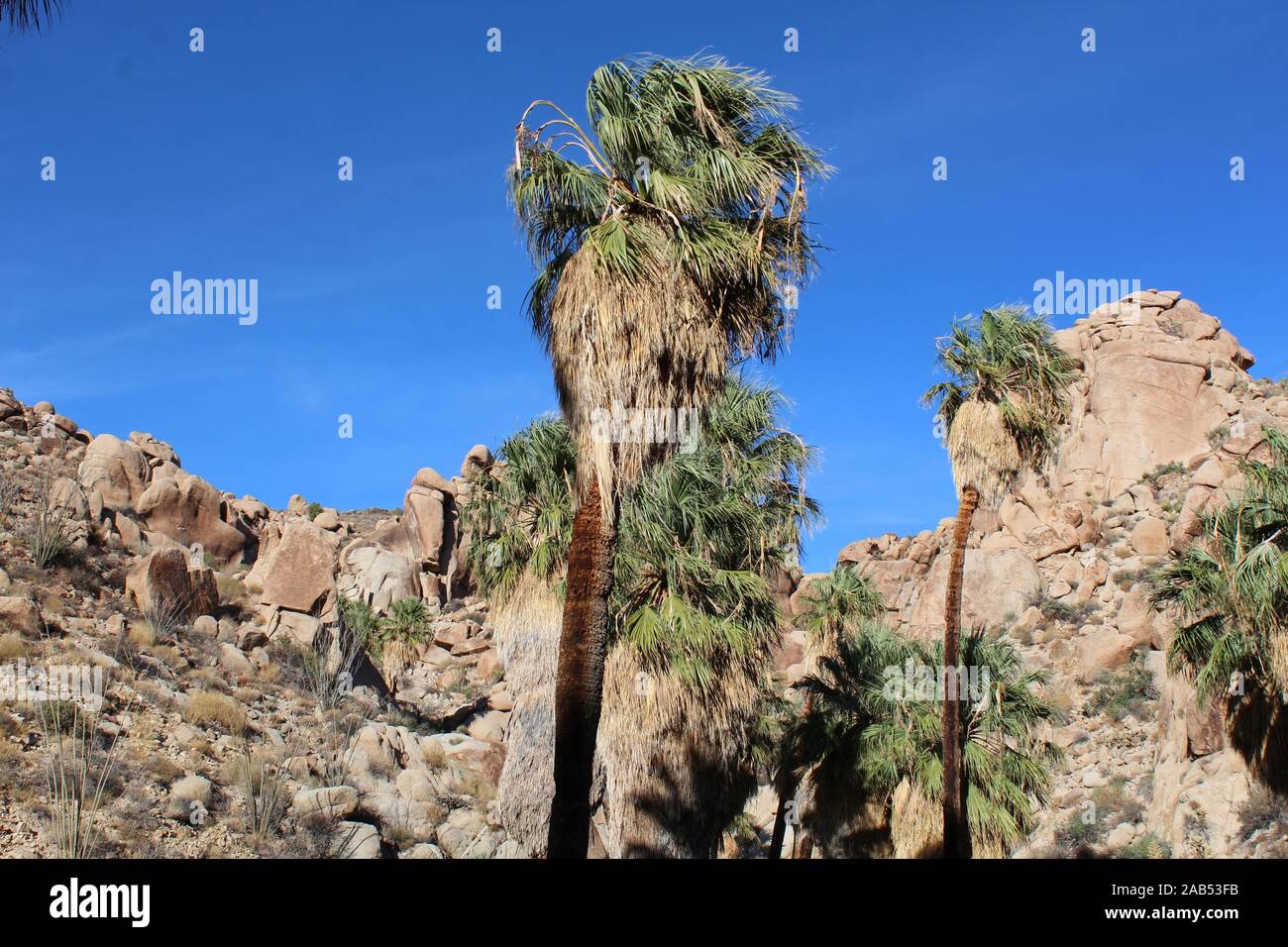 Verloren Palms Oase ist abgelegen einige Meilen in den Colorado Wüste wüste Joshua Tree National Park. Stockfoto