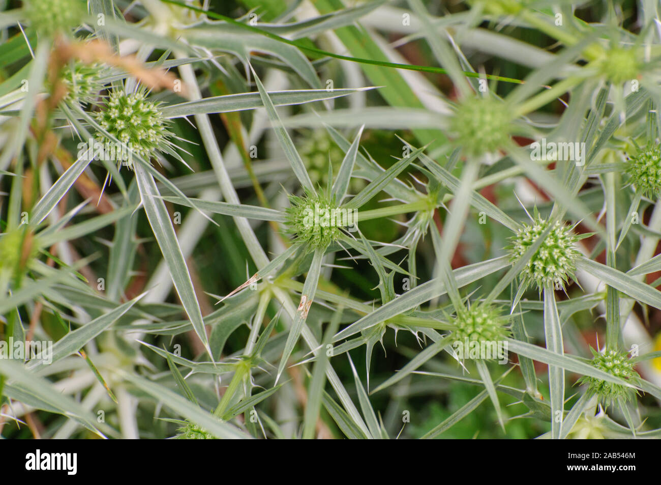 Grüne Eryngium planum auf grünem Hintergrund gefettet, close-up Stockfoto