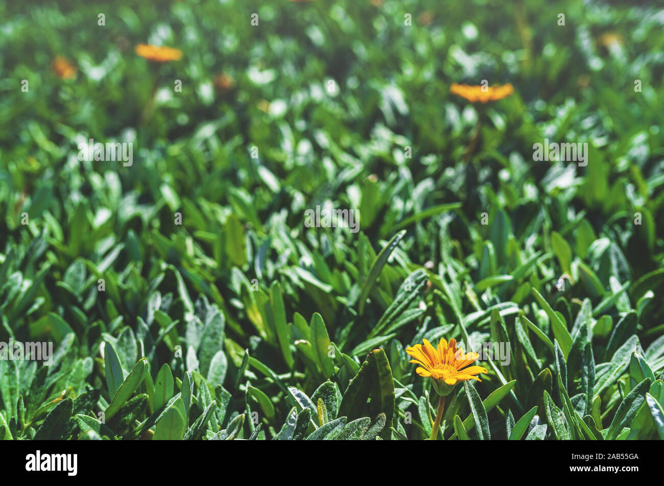 Close-up grüne Blätter mit gelben Blumen Hintergrund Stockfoto