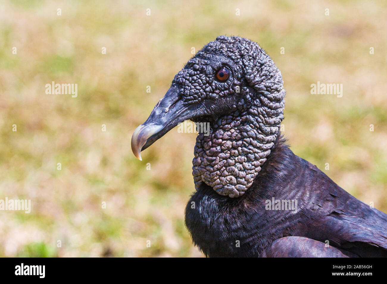 Rabengeier (Coragyps atratus brasiliensis) Stockfoto